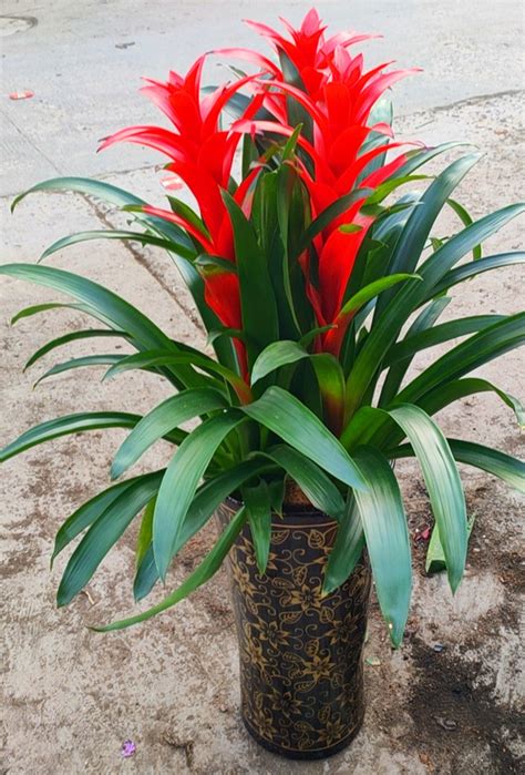 店铺招财风水_店铺门口风水摆件,第2张 店铺招财风水_店铺门口风水摆件,第2张